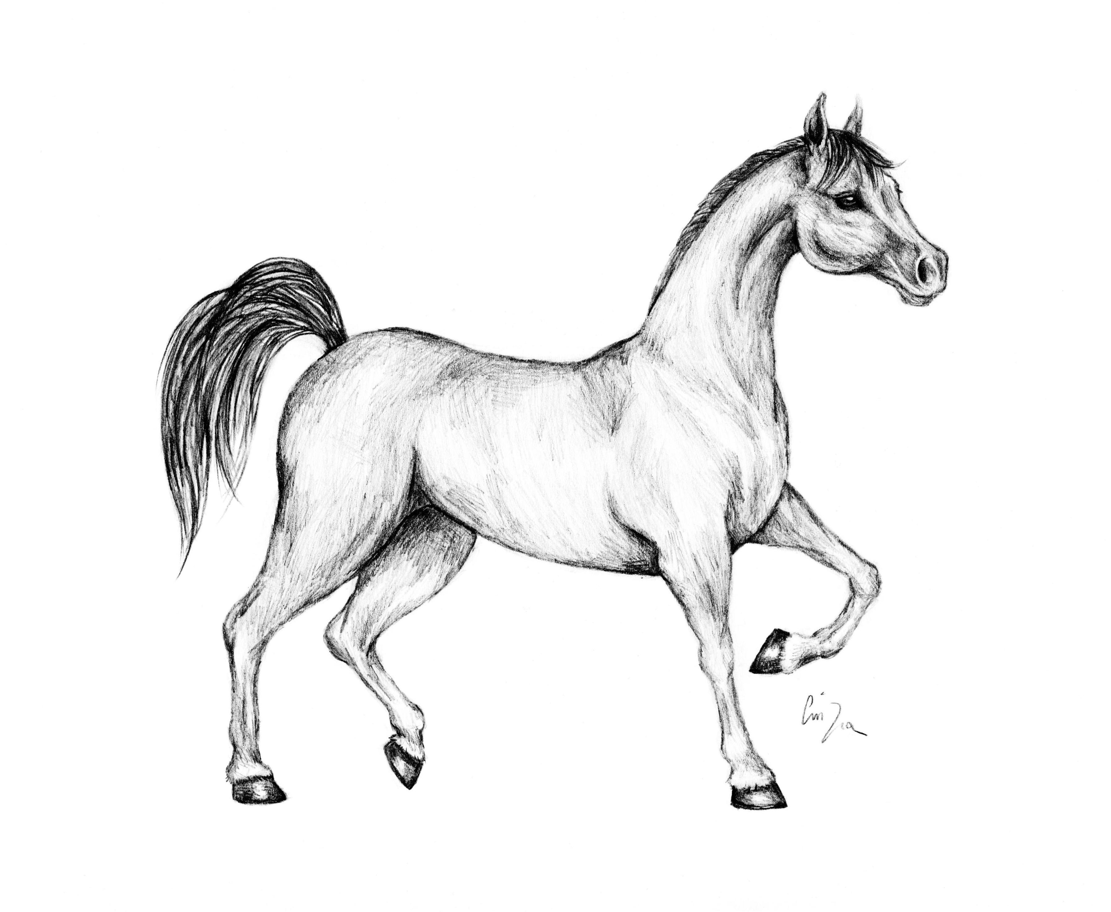 disegni da colorare di cavalli arabi